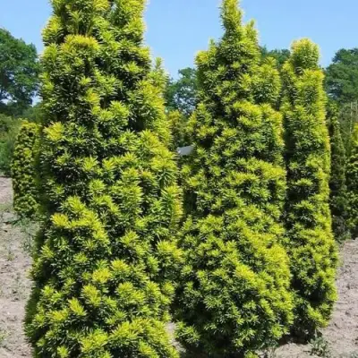 Тис ДАВИД ягодный в Полоцке