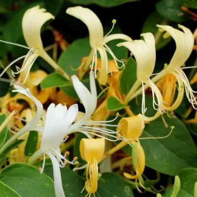 Жимолость ХАЛЛИАНА японская (Хелиана) в Полоцке