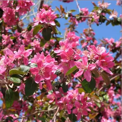 Яблоня ХЕЛЕНА декоративная в Полоцке