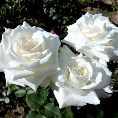 Роза БОИНГ чайно-гибридная в Полоцке