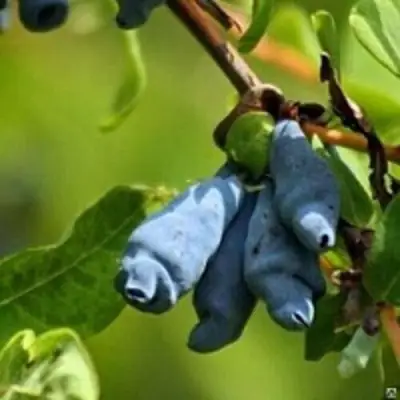 Жимолость съедобная ПУШКИНСКАЯ в Полоцке