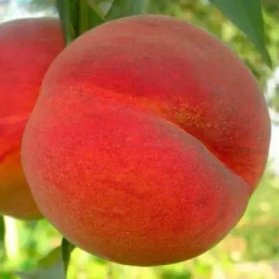 Персик МАЙСКИЙ ЦВЕТОК в Полоцке