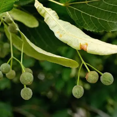 Липа сердцевидная в Полоцке