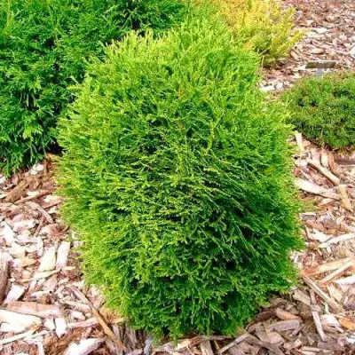 Туя ВОТЕРФИЛД западная в Полоцке