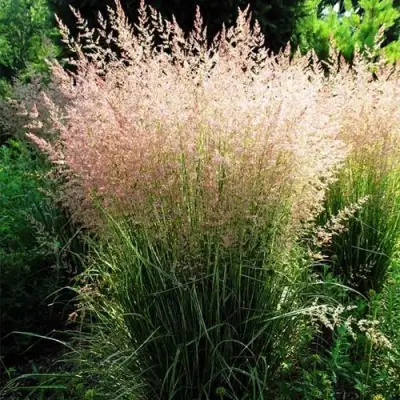 Молиния ФОНТЕЙН тростниковая в Полоцке