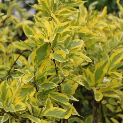 Дерен ШПЕТА белый в Полоцке