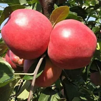 Яблоня ЗАСЛАВСКОЕ в Полоцке