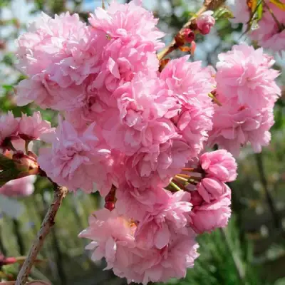 Сакура КИКУ ШИДАРЕ в Полоцке