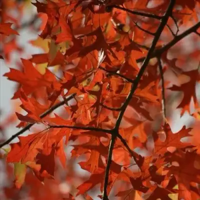 Дуб болотный в Полоцке