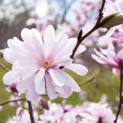 Магнолия РОЗЕЯ в Полоцке
