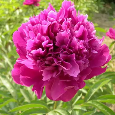 Пион КИТАЙСКИЙ ШЕЛК травянистый в Полоцке