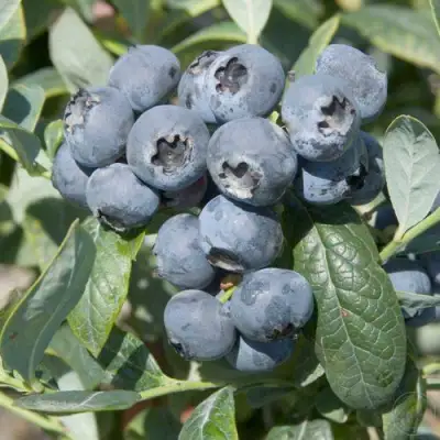 Голубика БРИГИТТА в Полоцке
