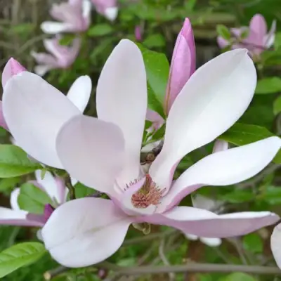 Магнолия ДЖОРДЖ ГЕНРИ КЕРН в Полоцке
