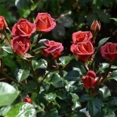 Роза ЧОКОЧИНО спрей в Полоцке