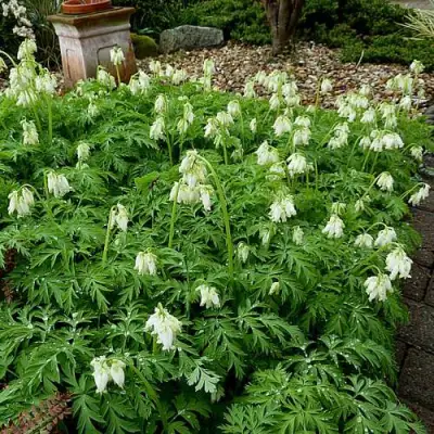 Дицентра красивая АВРОРА в Полоцке