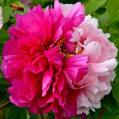 Пион ДВЕ СЕСТРЫ древовидный в Полоцке