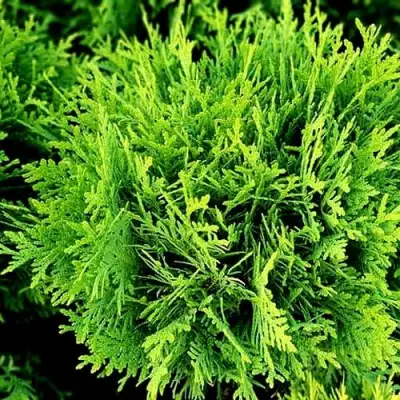 Туя ДАНИКА западная в Полоцке