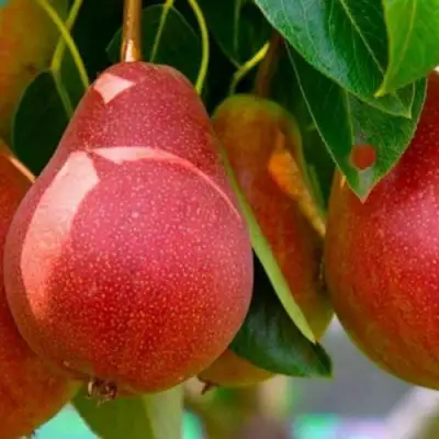 Груша ГЕРА в Полоцке