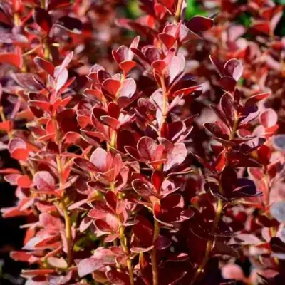 Барбарис ВУЛКАНО тунберга в Полоцке