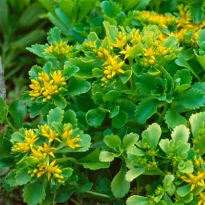 Очиток (седум) ИММЕРГРУН камчатский в Полоцке