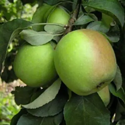 Яблоня ПАМЯТЬ СИКОРЫ в Полоцке