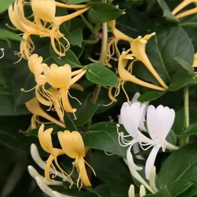 Жимолость ХАЛЛИАНА японская (Хелиана) в Полоцке