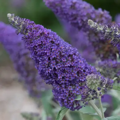 Буддлея НАНО ПЕРПЛ  в Полоцке