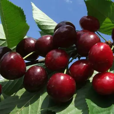 Черешня РЕВНА в Полоцке