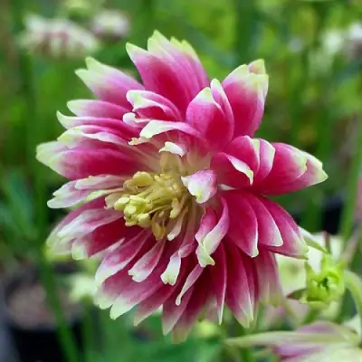 Аквилегия БАРЛОУ НОРА гибрид МакКаны в Полоцке