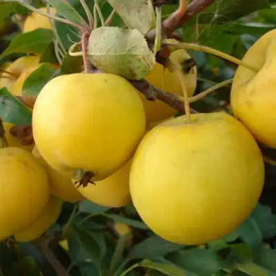 Яблоня УРАЛЬСКОЕ НАЛИВНОЕ в Полоцке