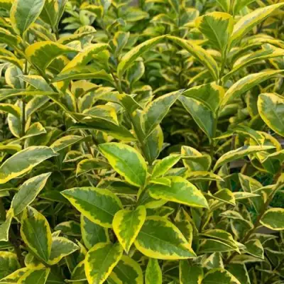 Бирючина АУРЕУМ овальнолистная в Полоцке