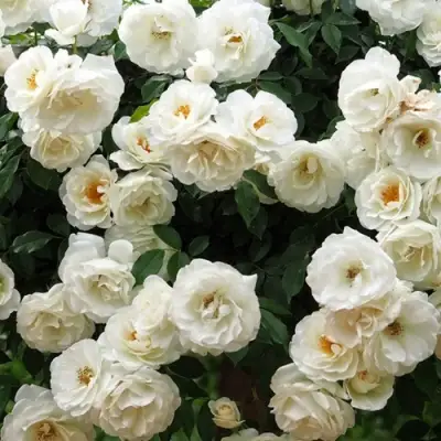 Роза АЙСБЕРГ флорибунда в Полоцке