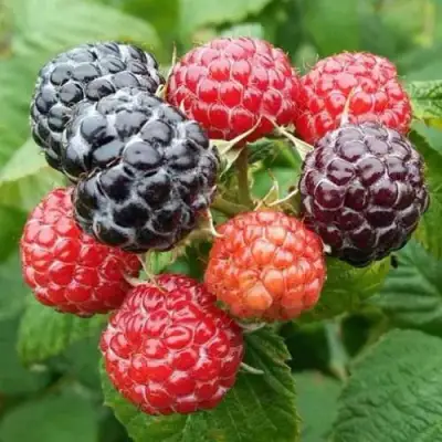 Малина БРИСТОЛЬ в Полоцке