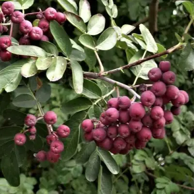 Рябина ДЕСЕРТНАЯ МИЧУРИНА сладкоплодная в Полоцке