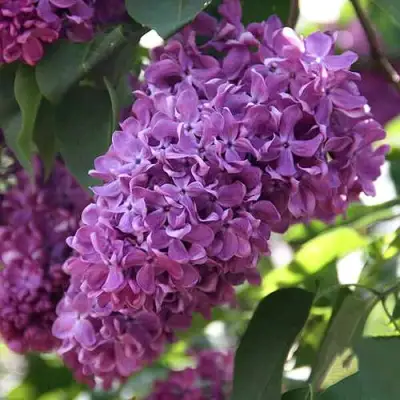 Сирень КАПИТАН ГАСТЕЛЛО в Полоцке