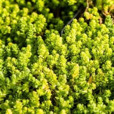 Очиток (седум) ЙЕЛЛОУ КВИН едкий в Полоцке