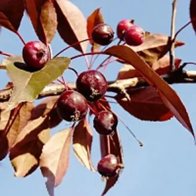 Яблоня РОЯЛТИ декоративная в Полоцке