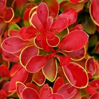 Барбарис КОРАЛ тунберга в Полоцке