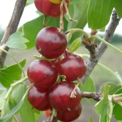 Смородина золотистая КЛЮКВЕННАЯ в Полоцке