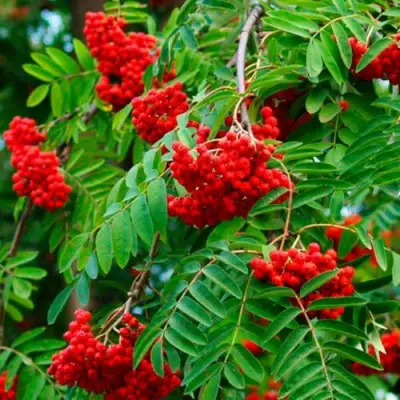 Рябина ПЛАКУЧАЯ сладкоплодная в Полоцке