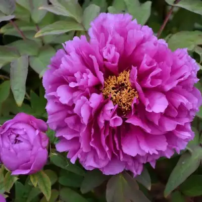 Пион ЛИЛОВАЯ ФАНТАЗИЯ древовидный в Полоцке