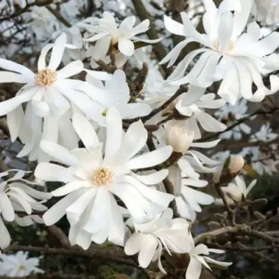 Магнолия РОЯЛ СТАР в Полоцке