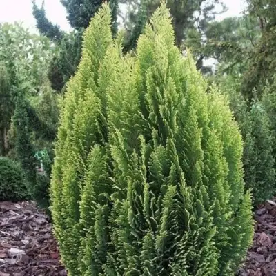 Кипарисовик ЭЛВУДИ ЭМПАЙР лавсона в Полоцке