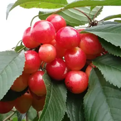 Черешня ГАСТИНЕЦ в Полоцке