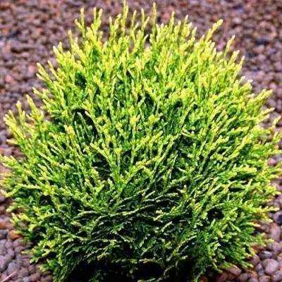 Туя ВОТЕРФИЛД западная в Полоцке