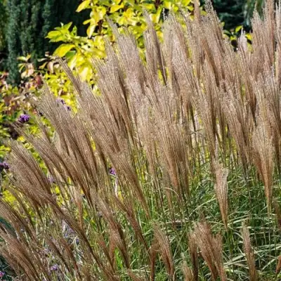 Мискантус КЛЯЙН СИЛЬБЕРСПАЙН китайский  в Полоцке