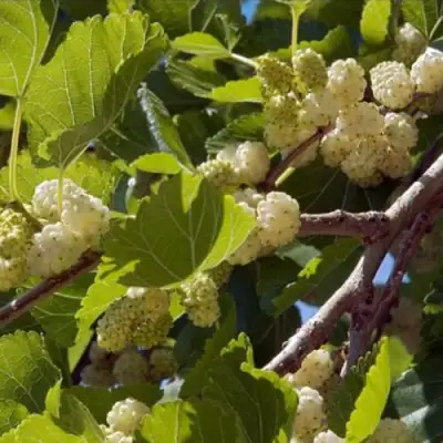 Шелковица БЕЛАЯ АЛЬБА в Полоцке