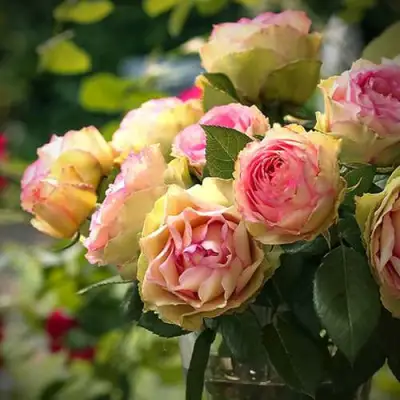 Роза ПИТАХАЙЯ чайно-гибридная в Полоцке