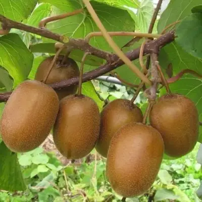 Актинидия ХЕЙВАРД киви в Полоцке