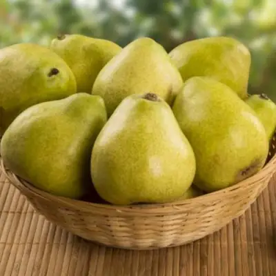 Груша ВИЛИЯ в Полоцке